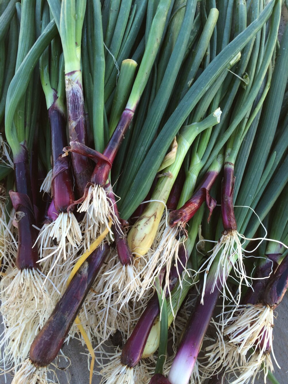 Beneficial Insects and Looking Forward To Spring at Bay Meadows: San Mateo