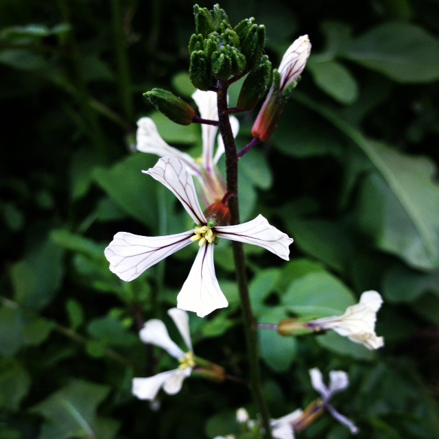 Arugula Flower