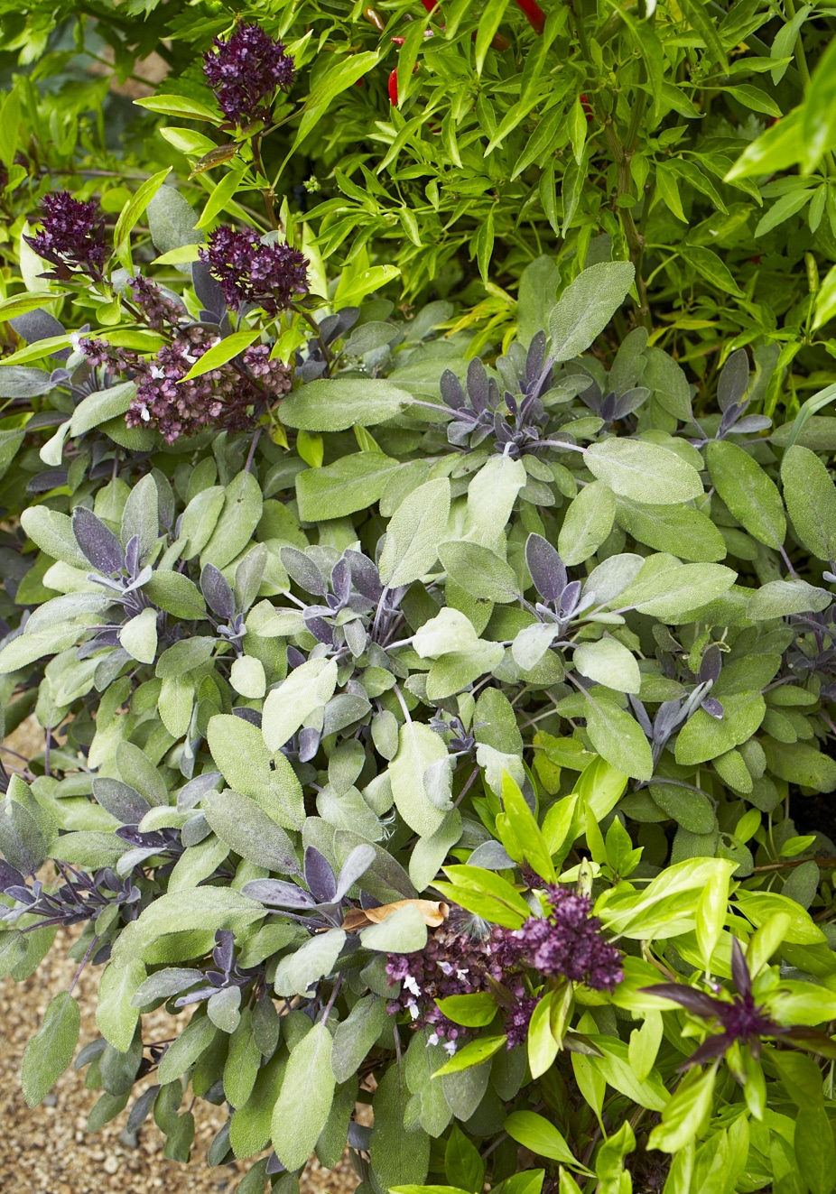 Purple Sage + Basil