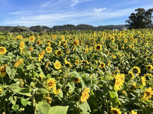 Andreotti Farms Sunflowers