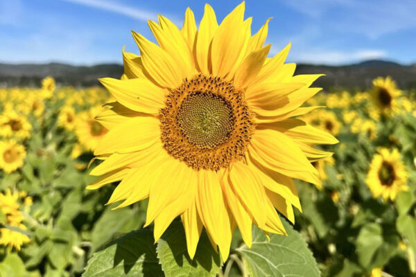 Andreotti Family Farms Sunflowers