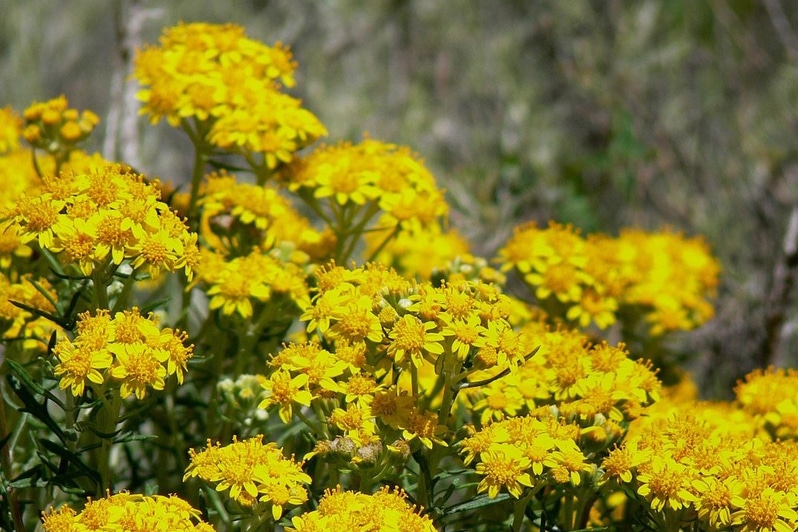San Mateo County Parks