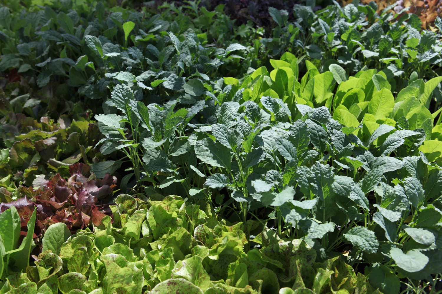 Persimmon Park Bay Meadows 