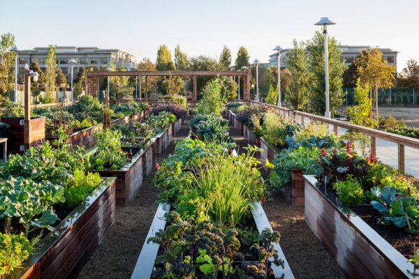 Persimmon Park Community Gardens Bay Meadows San Mateo