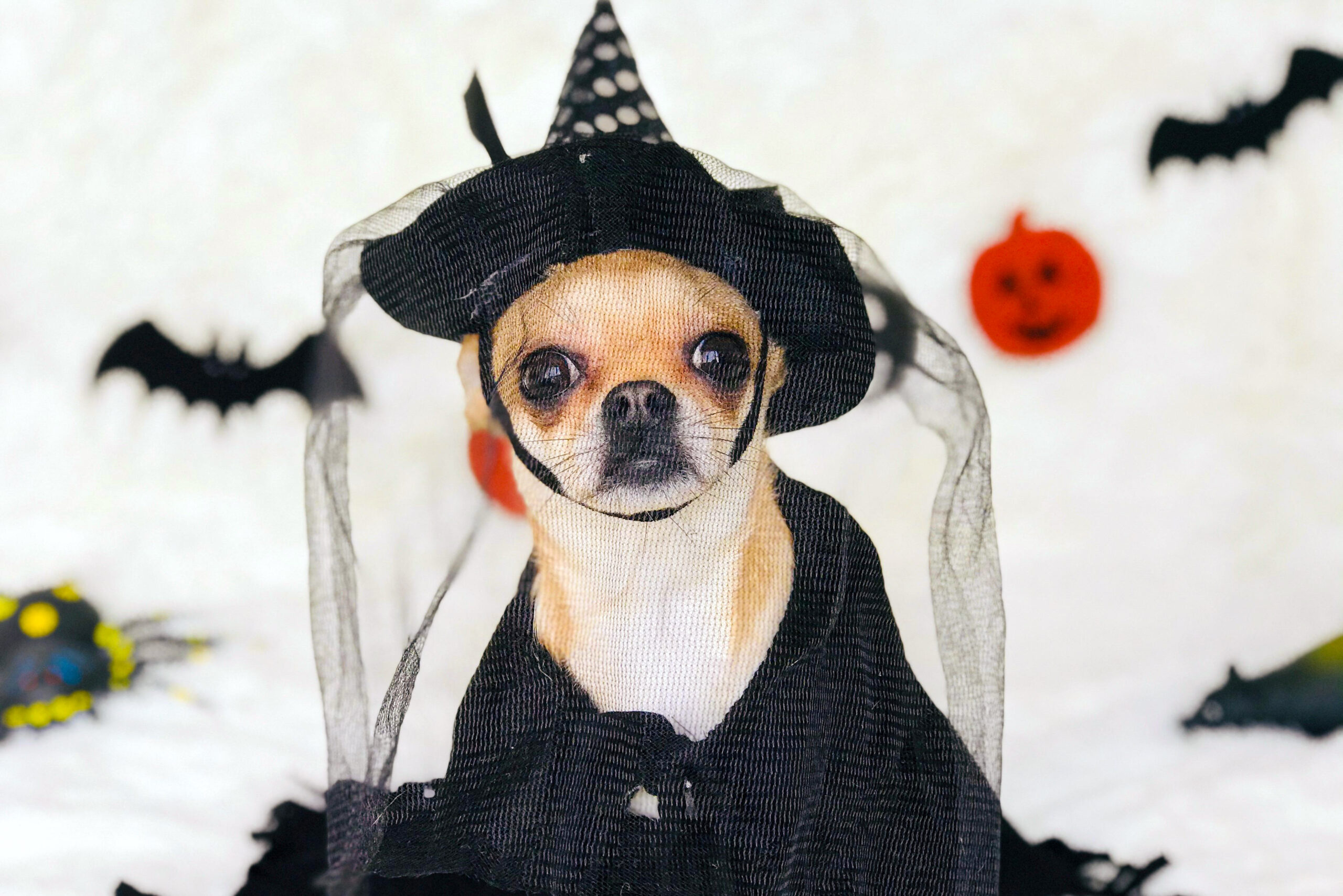 Doggoween Returns to Bay Meadows Oct 26 – A Spooktacular Day for Pups and People!